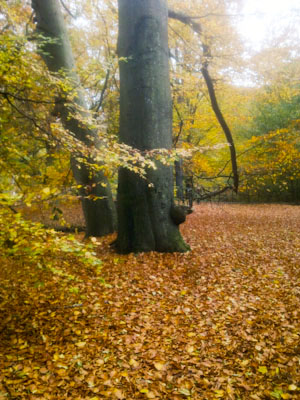 Efterår i skoven - oktober 2012